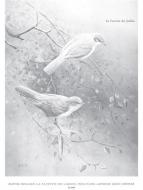 Fauvette Des Jardins 