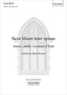 Sicut lilium 