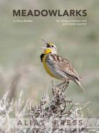 Meadowlarks 