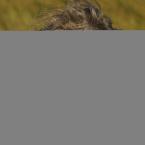 Stehn zwei Stern am hohen Himmel 