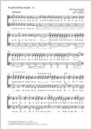 Vo pole bereza stojala Standard