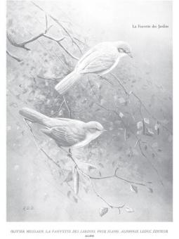 Fauvette Des Jardins 