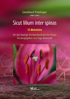 Sicut lilium inter spinas 