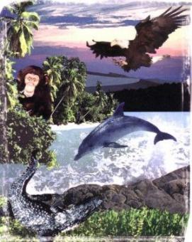 See You Later Alligator 