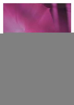 Gruss dir, Mariam, Sternenkrone 