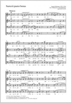 Surrexit pastor bonus Standard