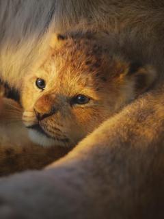 The Lion King (Easy Piano) von Elton John 