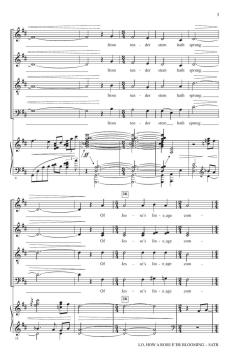 Lo, How A Rose E'er Blooming 