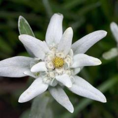 Das Edelweiss von M. Peuschel (Download) 