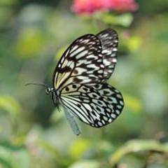 Paruparong Bukid (The Butterfly Field) von Traditional Filipino Folk Song (Download) 