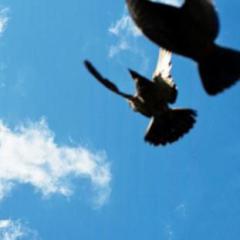 Dejlig Er Den Himmel Bla von Nicolai F.S. Grundtvig (Download) 