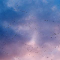 Freddie's Song von Rachel Portman (Download) 