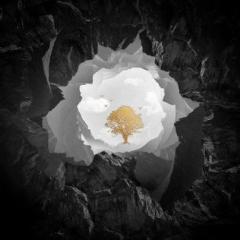 Without You (featuring Sandro Cavazza) von Avicii (Download) 