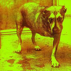 So Close von Alice In Chains (Download) 