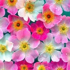 His Favorite Flower von William W. Lowitz (Download) 