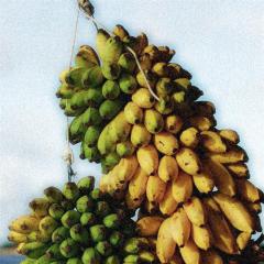 Elle S'appelle Banana von Rene Hatchy (Download) 