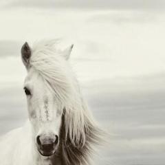 Mi Caballo Blanco (My White Horse) (Download) 