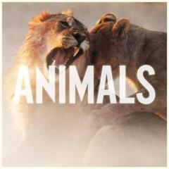 Animals von Maroon 5 (Download) 