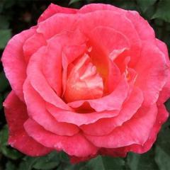 The Rose Of Tralee von Mark Phillips (Download) 