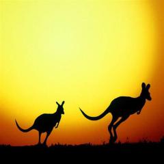 I'm Hoppity Hop The Kangaroo (Download) 