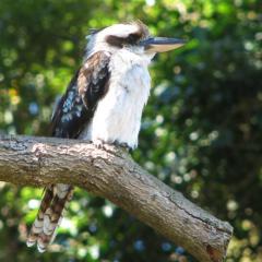Kookaburra Sits In The Old Gum Tree (Download) 