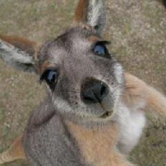 The Kangaroo Song (Download) 