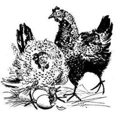 Cluck Old Hen von Traditional (Download) 