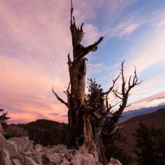 When It's Night Time In Nevada (Download) 